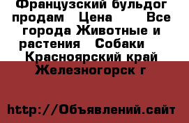 Французский бульдог продам › Цена ­ 1 - Все города Животные и растения » Собаки   . Красноярский край,Железногорск г.